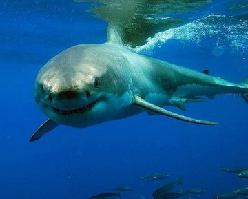 Вероятность нападения акул преувеличена